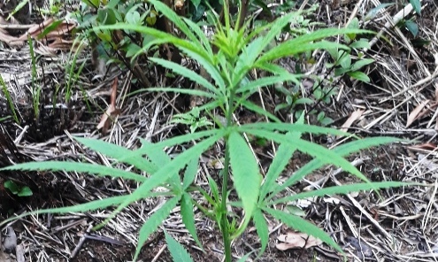 Hình thức xử lý đối với hành vi trồng cây cần sa và tàng trữ trái phép cần sa khô